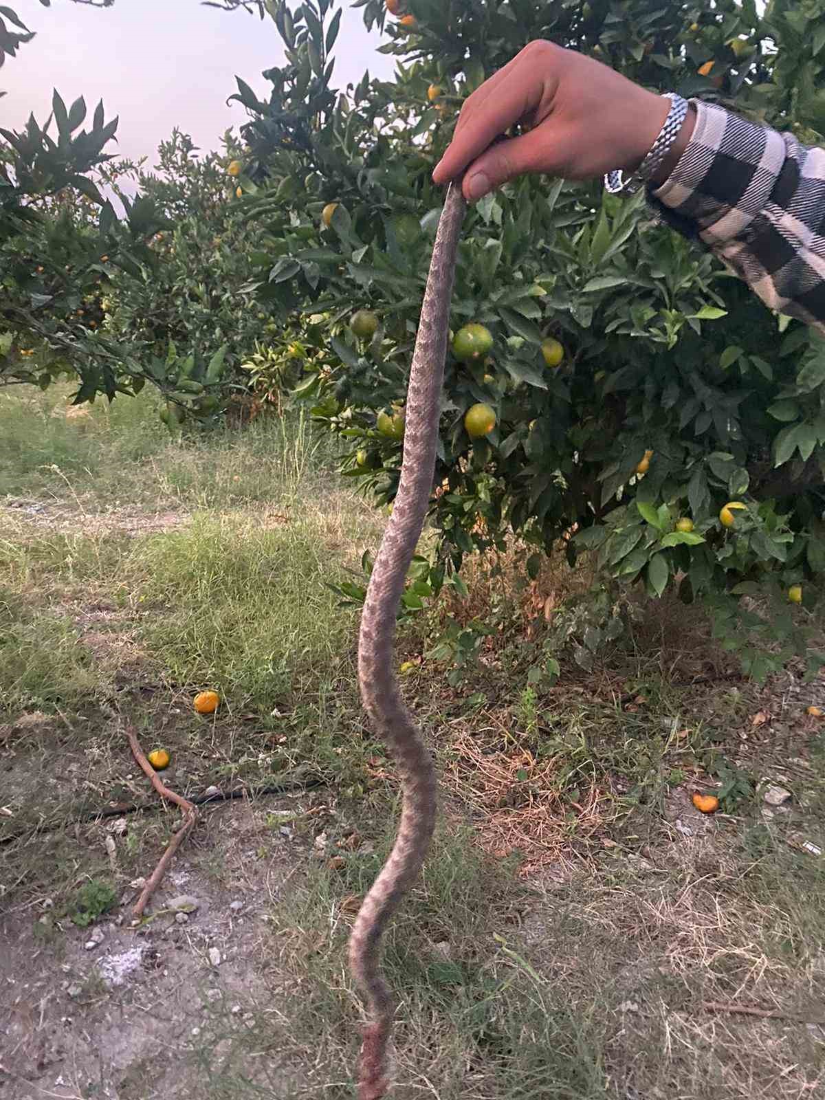 Hatay’da çiftçiyi narenciye toplarken yılan soktu
