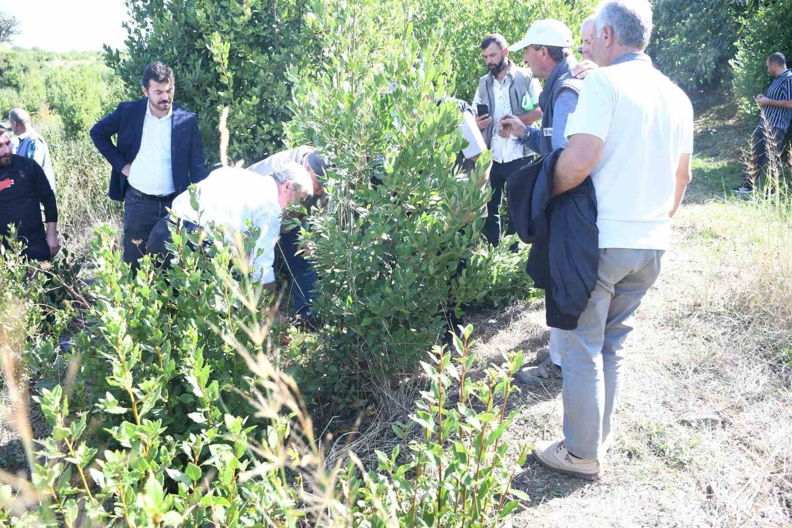 Köylüler bilinçsiz defne üretimi konusunda bilgilendirildi
