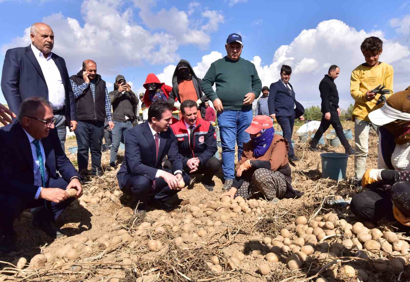 Türkiye’nin patates ambarlarından Ahlat’ta hasat başladı
