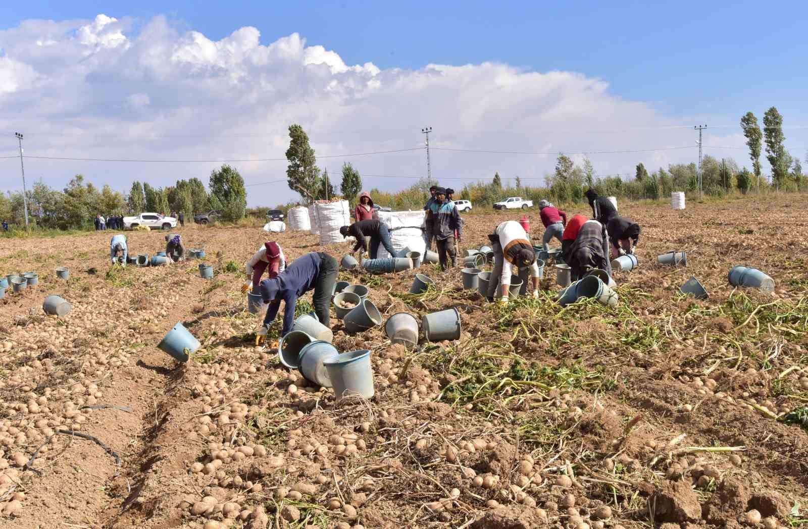 Türkiye’nin patates ambarlarından Ahlat’ta hasat başladı
