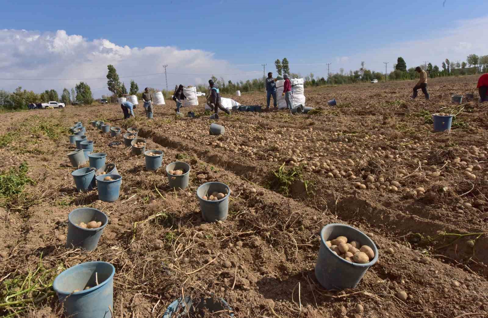 Türkiye’nin patates ambarlarından Ahlat’ta hasat başladı
