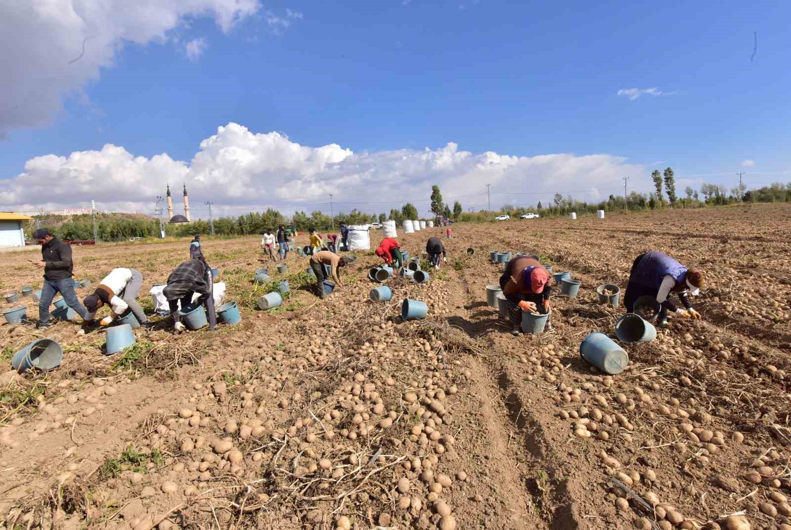 Türkiye’nin patates ambarlarından Ahlat’ta hasat başladı
