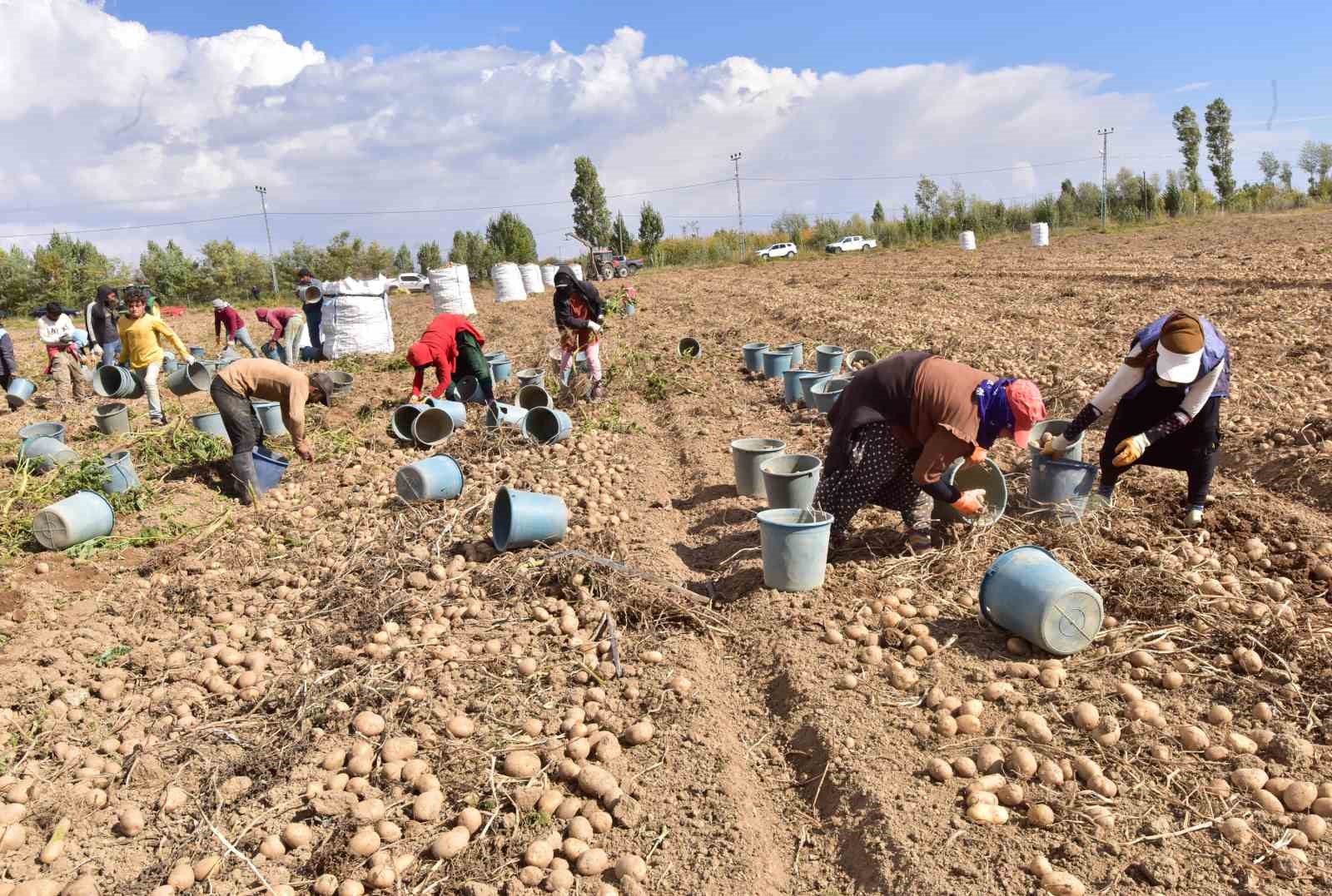 Türkiye’nin patates ambarlarından Ahlat’ta hasat başladı
