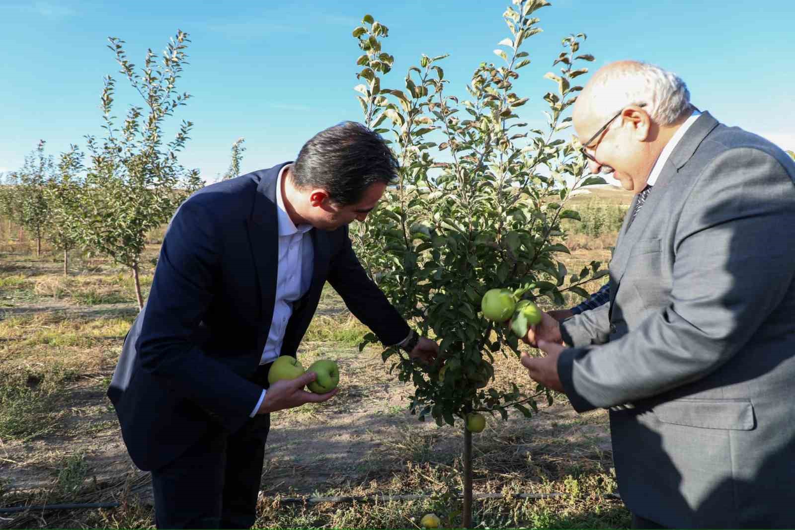 Vali Karakaya, Ahlat’ta elma bahçesini gezdi
