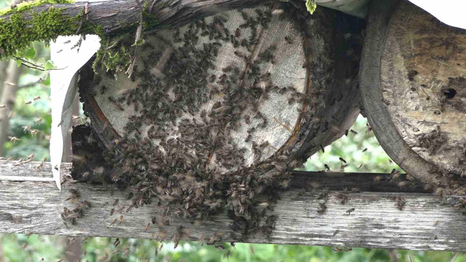 Rize’de karakovan balının hasadı tamamlandı, fiyatı belirlendi
