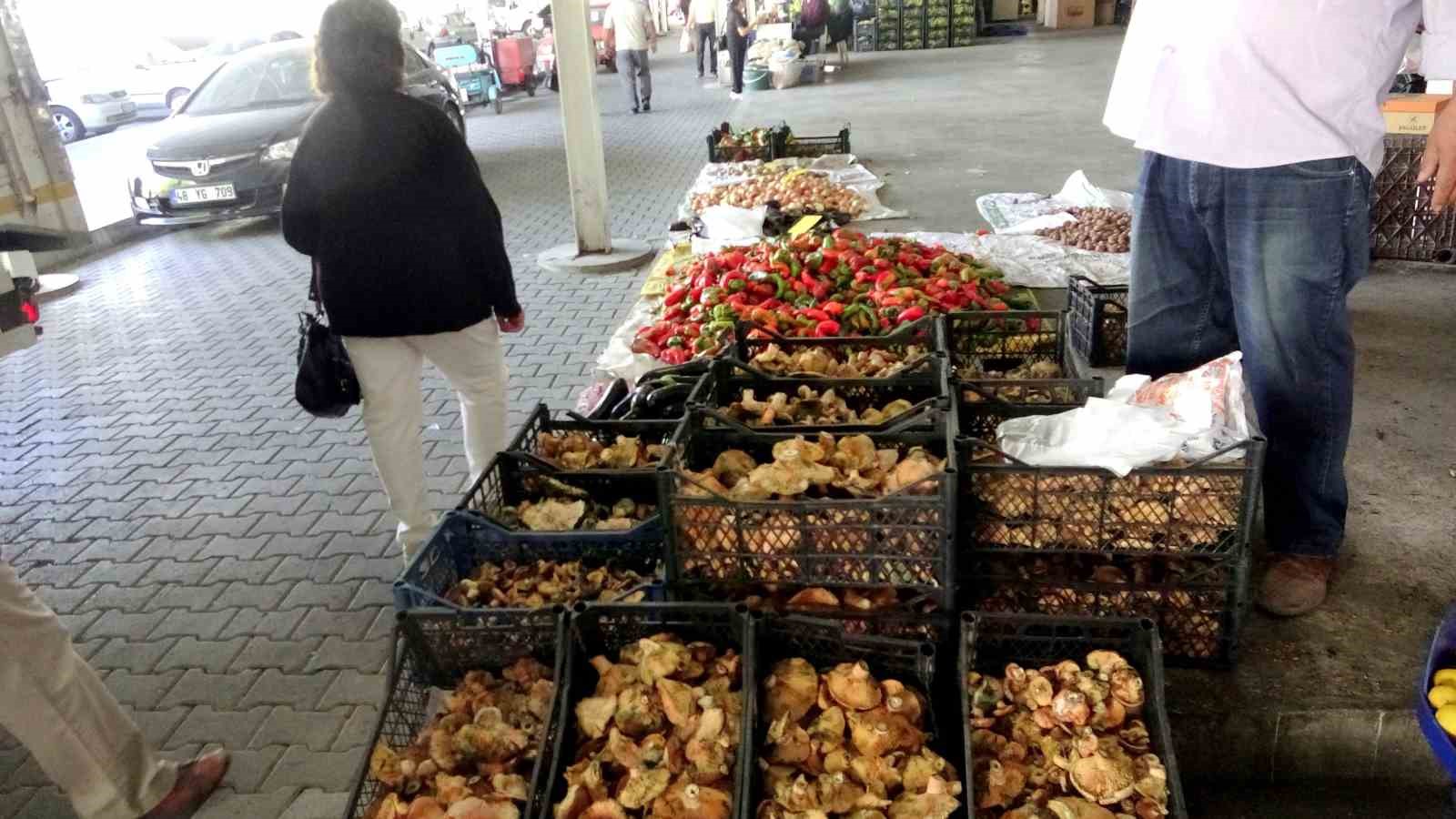 Çıntarlar pazar tezgahlarında yerini aldı
