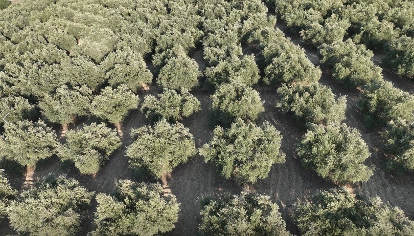 Osmaniye’de zeytin hasadı başladı
