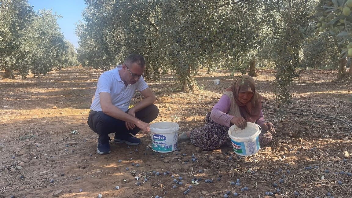 Kaymakam Ertaş, zeytin hasadına katıldı
