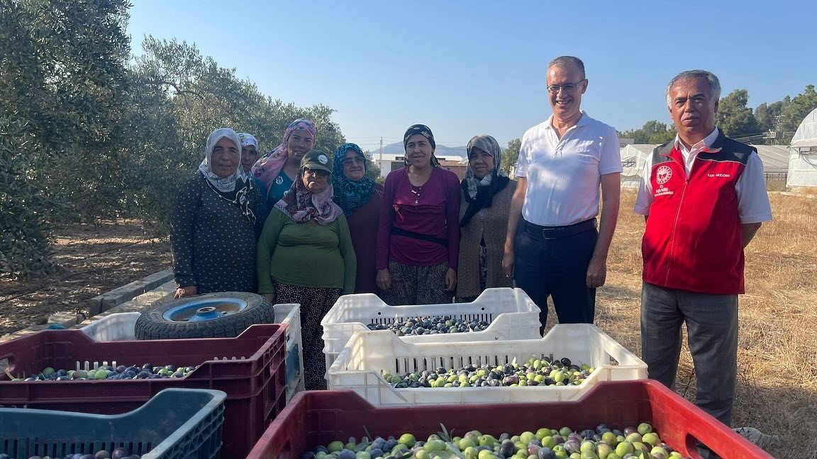 Kaymakam Ertaş, zeytin hasadına katıldı
