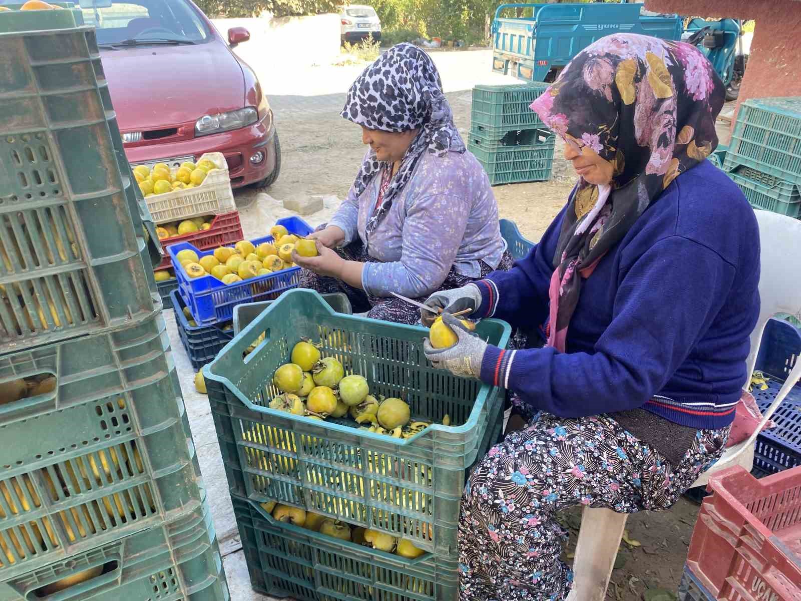 Manisa’da şifa kaynağı cennet hurmasına talep artıyor
