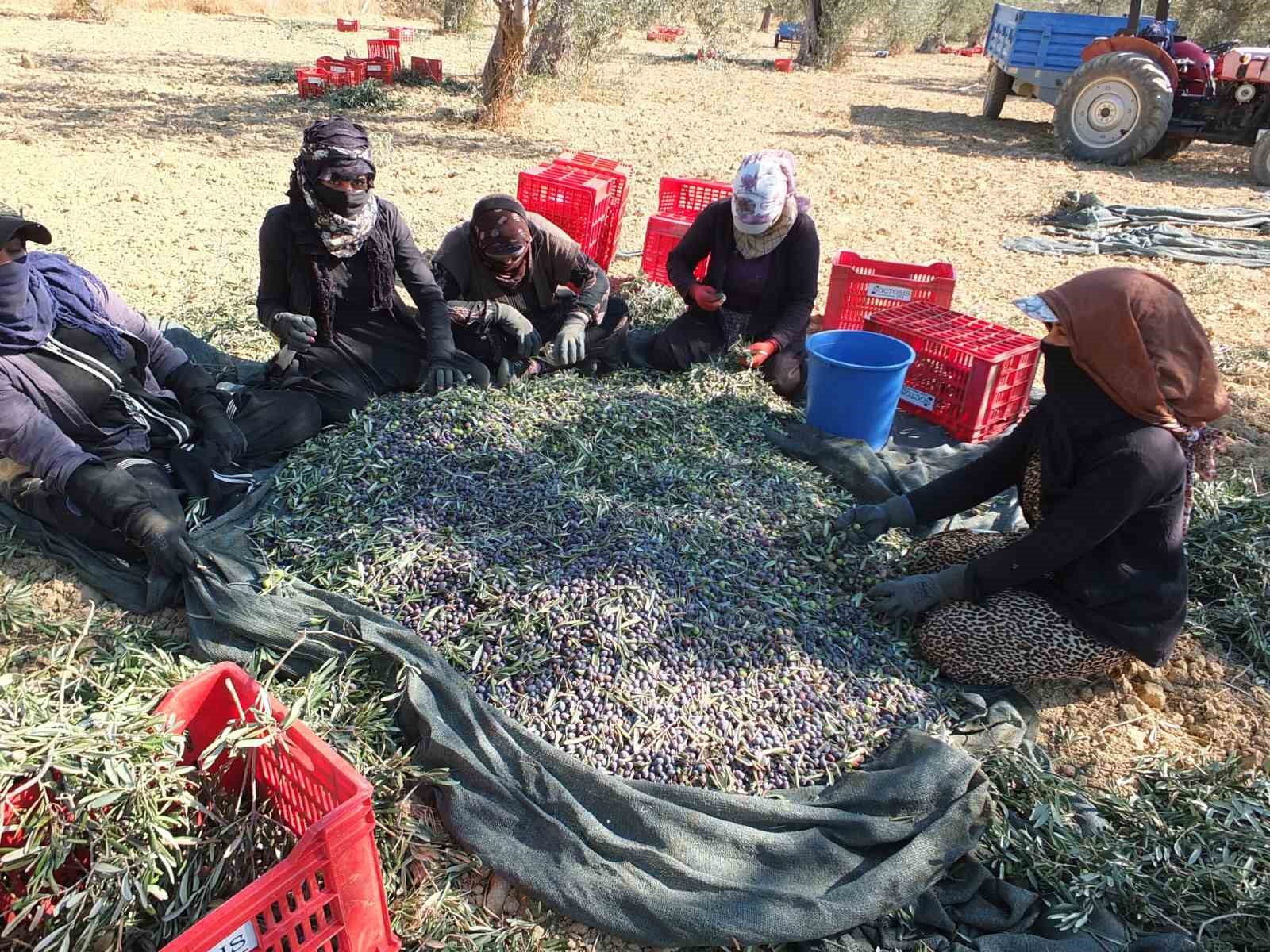 Balıkesirli kaşifin yaptığı makineler zeytin hasadını kolaylaştırdı
