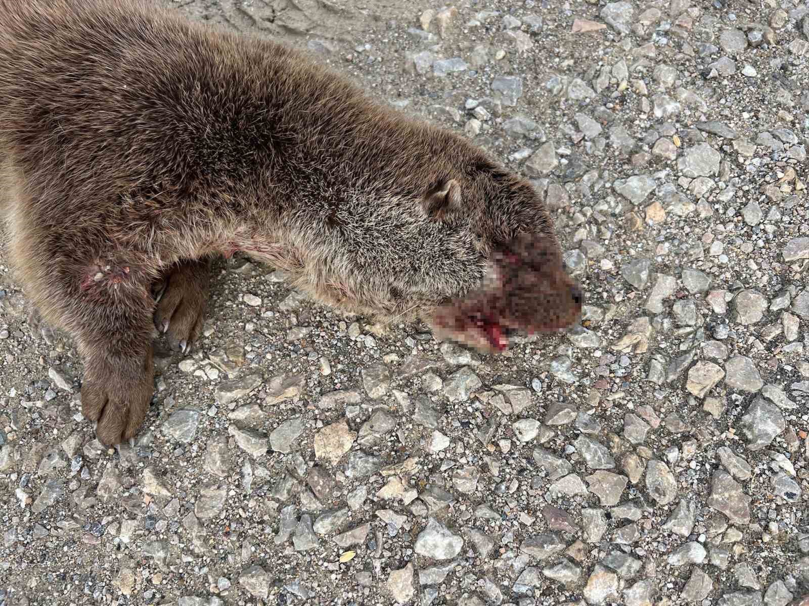 Sinop’un maskotu su samuru telef oldu
