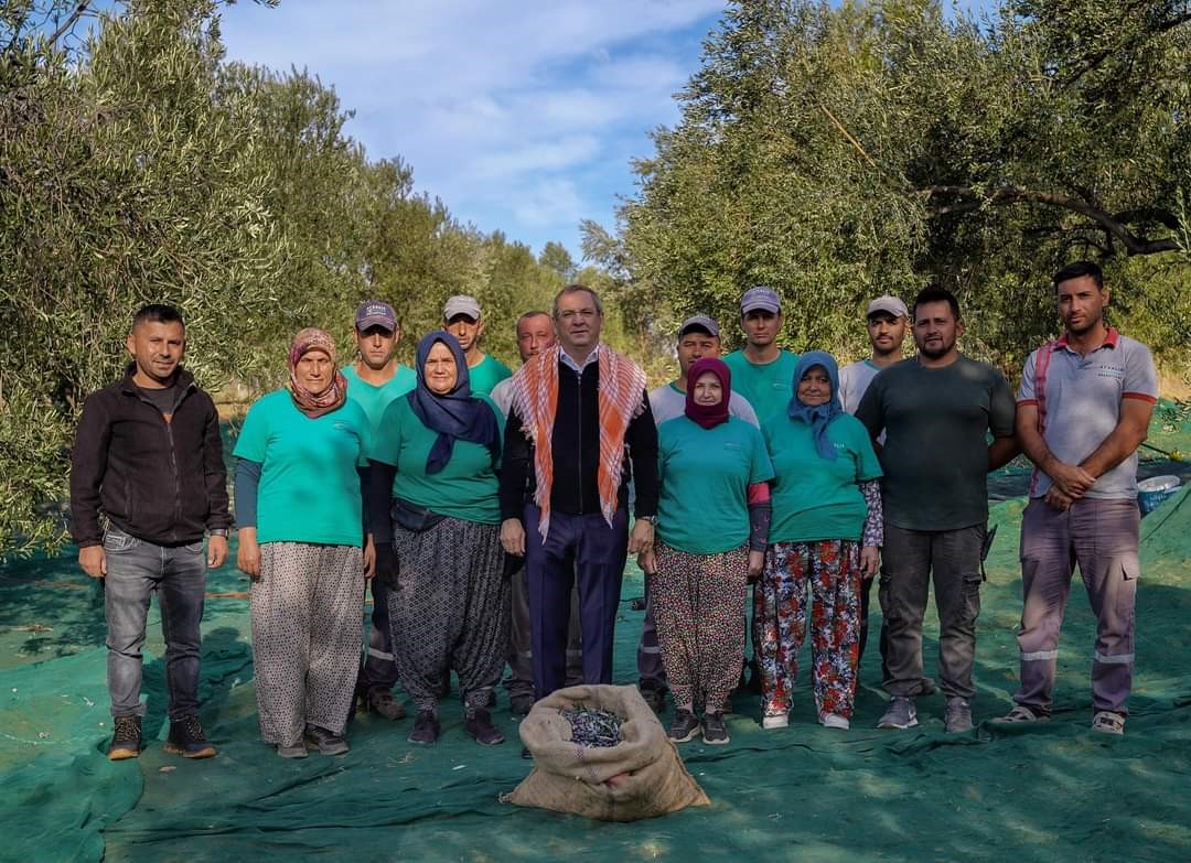 Ayvalık Belediyesi zeytinliklerinin ilk hasadı Başkan Ergin’den
