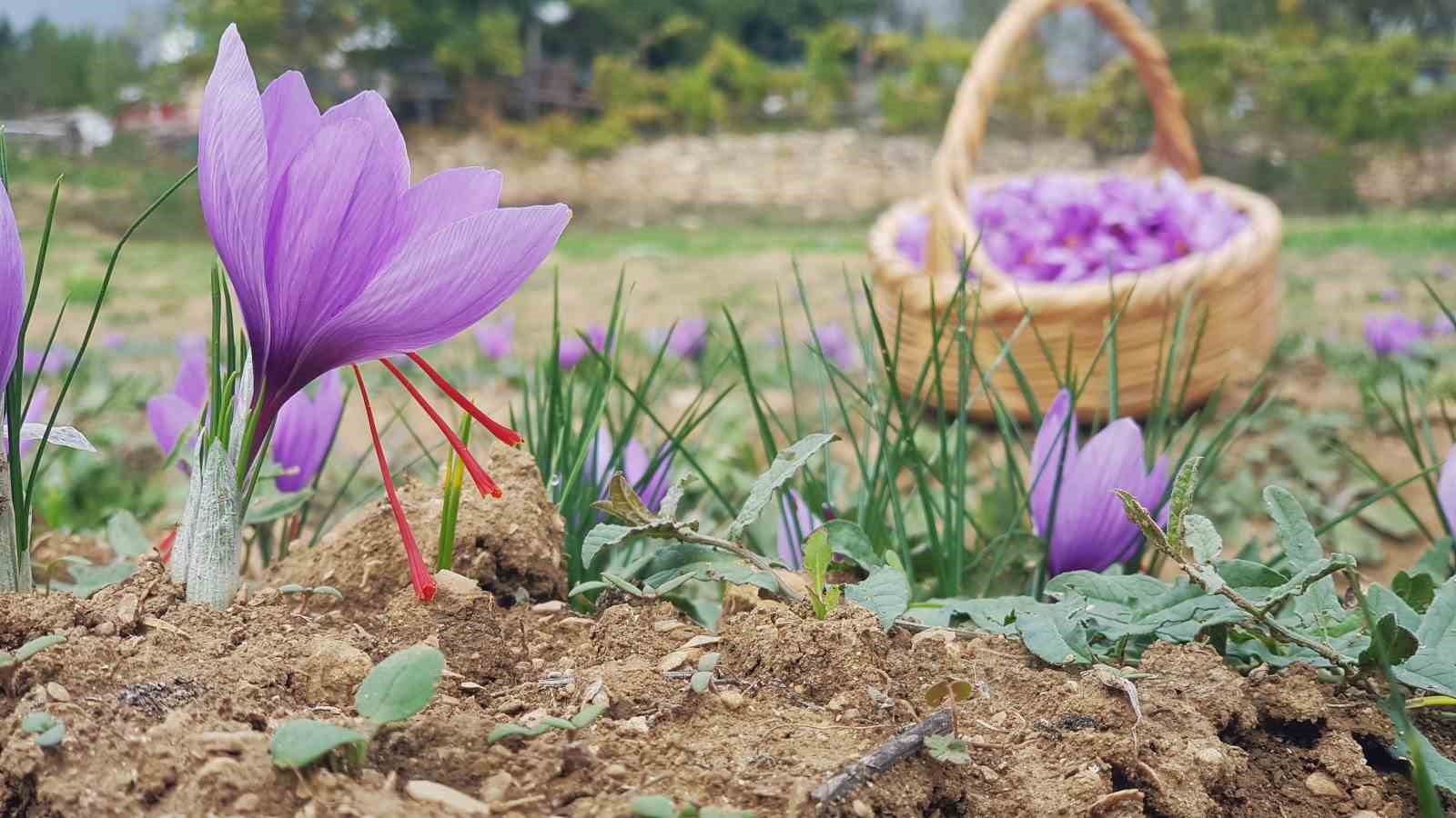 Serin hava ‘dünyanın en pahalı baharatı’nda çiçeklenmeyi artırdı
