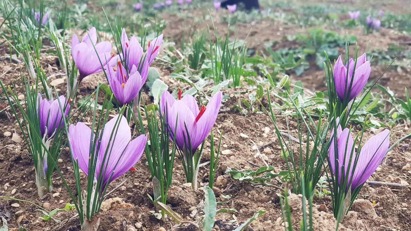 Serin hava ‘dünyanın en pahalı baharatı’nda çiçeklenmeyi artırdı
