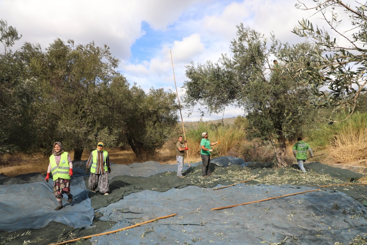 Edremit Belediyesi’nde zeytin hasadı başladı
