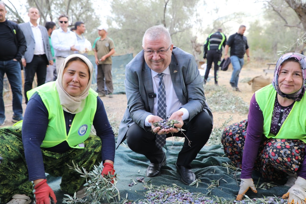 Edremit Belediyesi’nde zeytin hasadı başladı
