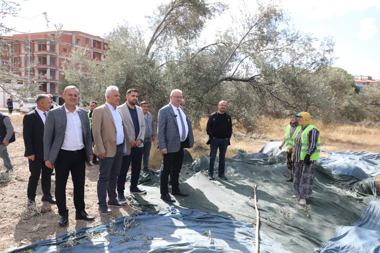 Edremit Belediyesi’nde zeytin hasadı başladı
