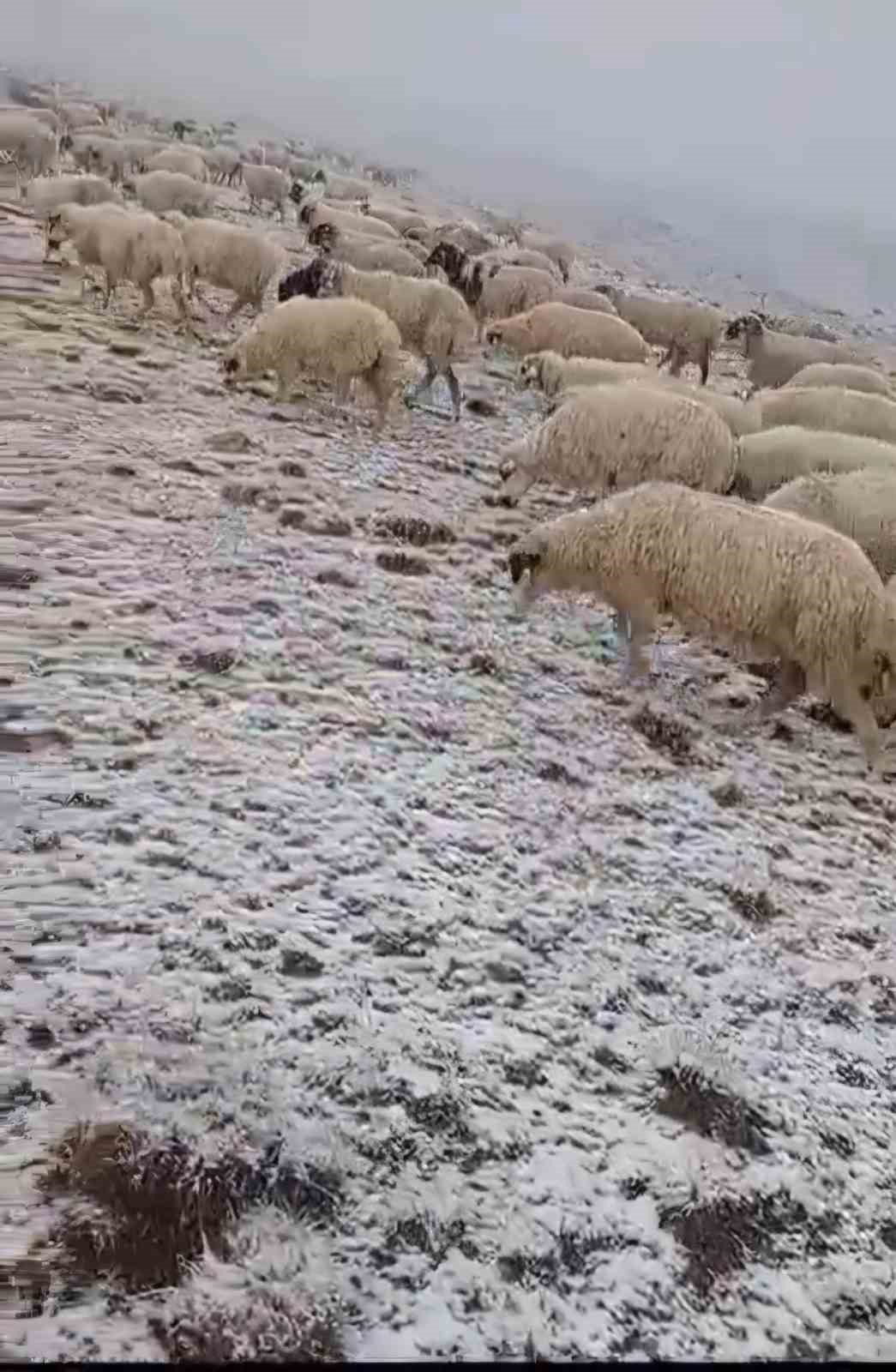 Yaylada otlayan koyunlar kar altında kaldı
