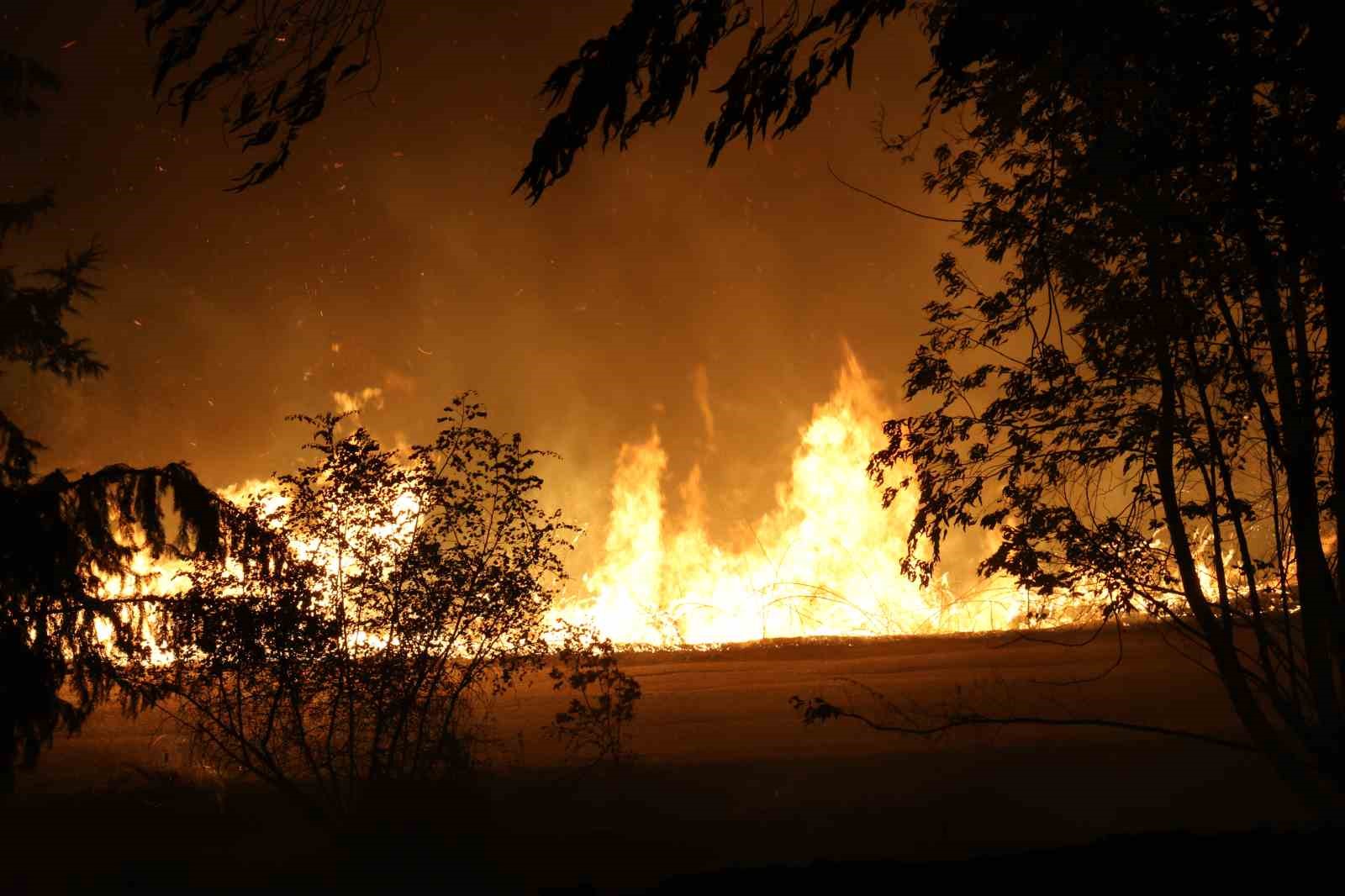 Adana’da ormanlık alanda yangın
