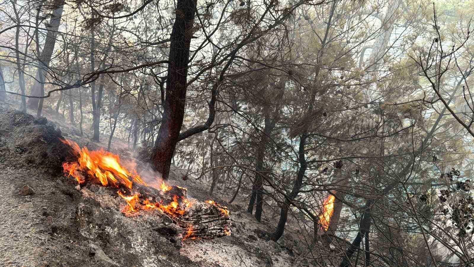 Muğla’yı orman yangınları esir aldı
