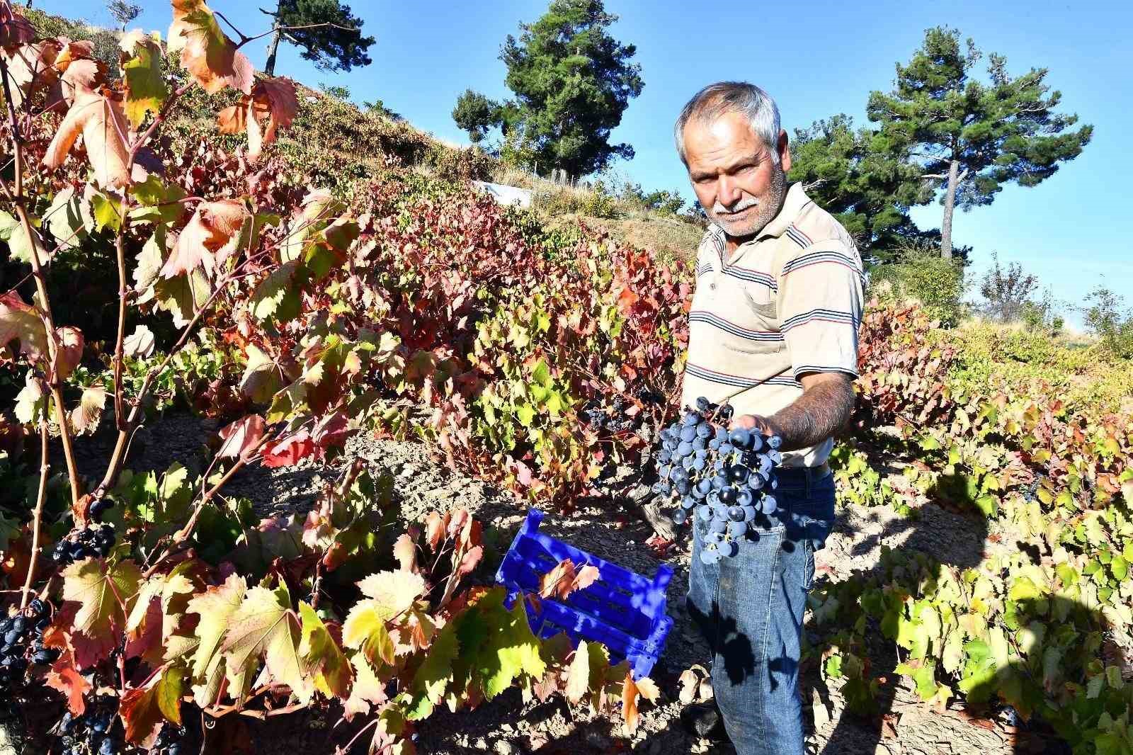 İzmir Büyükşehir, 10 ton Kavacık üzümü dağıtıyor
