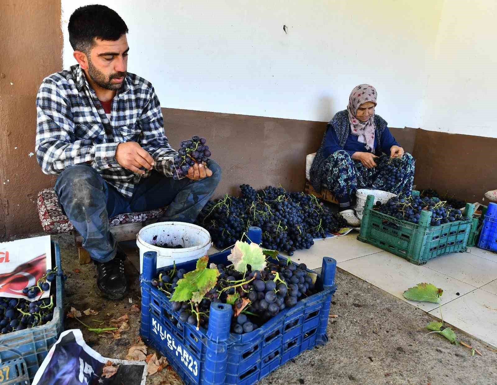 İzmir Büyükşehir, 10 ton Kavacık üzümü dağıtıyor
