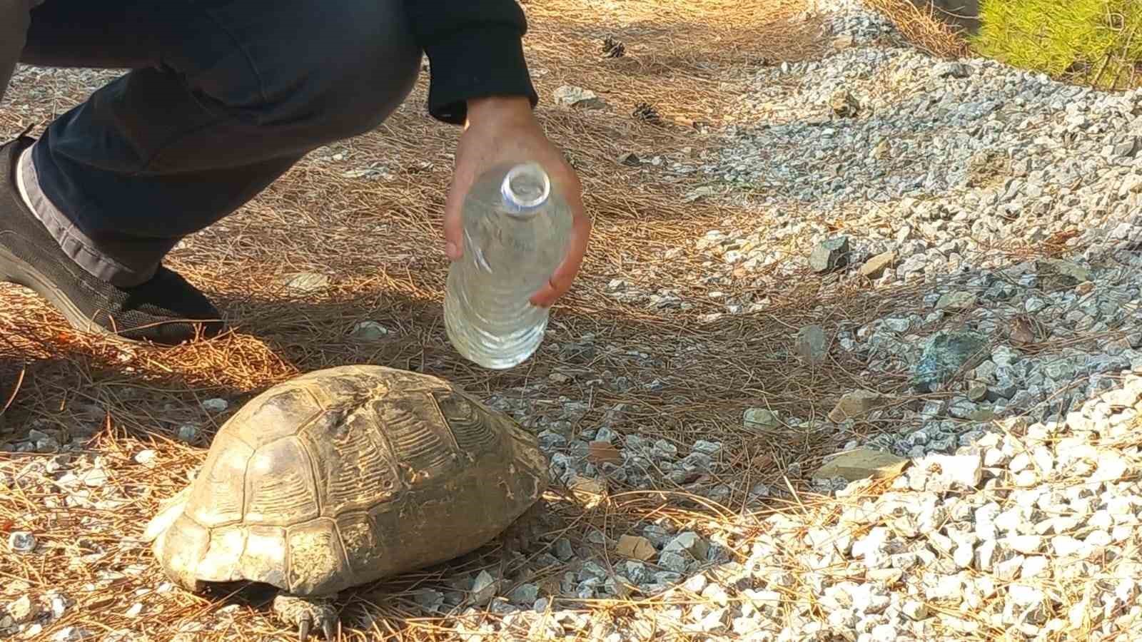 Alevlerden kaçan kaplumbağa güvenli alana bırakıldı
