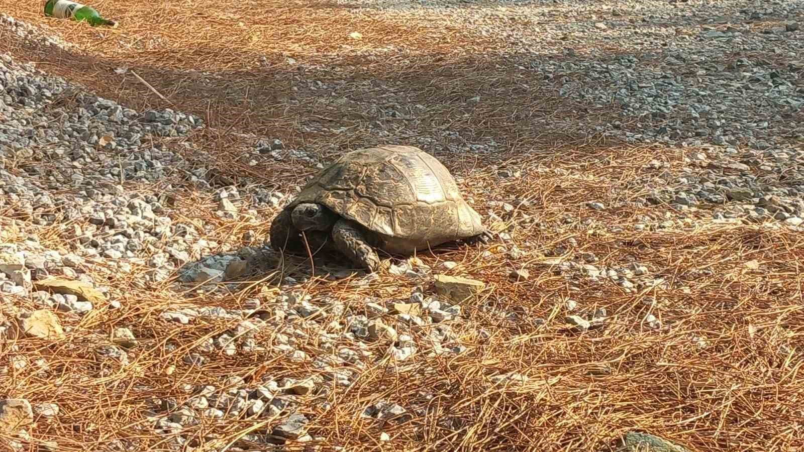 Alevlerden kaçan kaplumbağa güvenli alana bırakıldı
