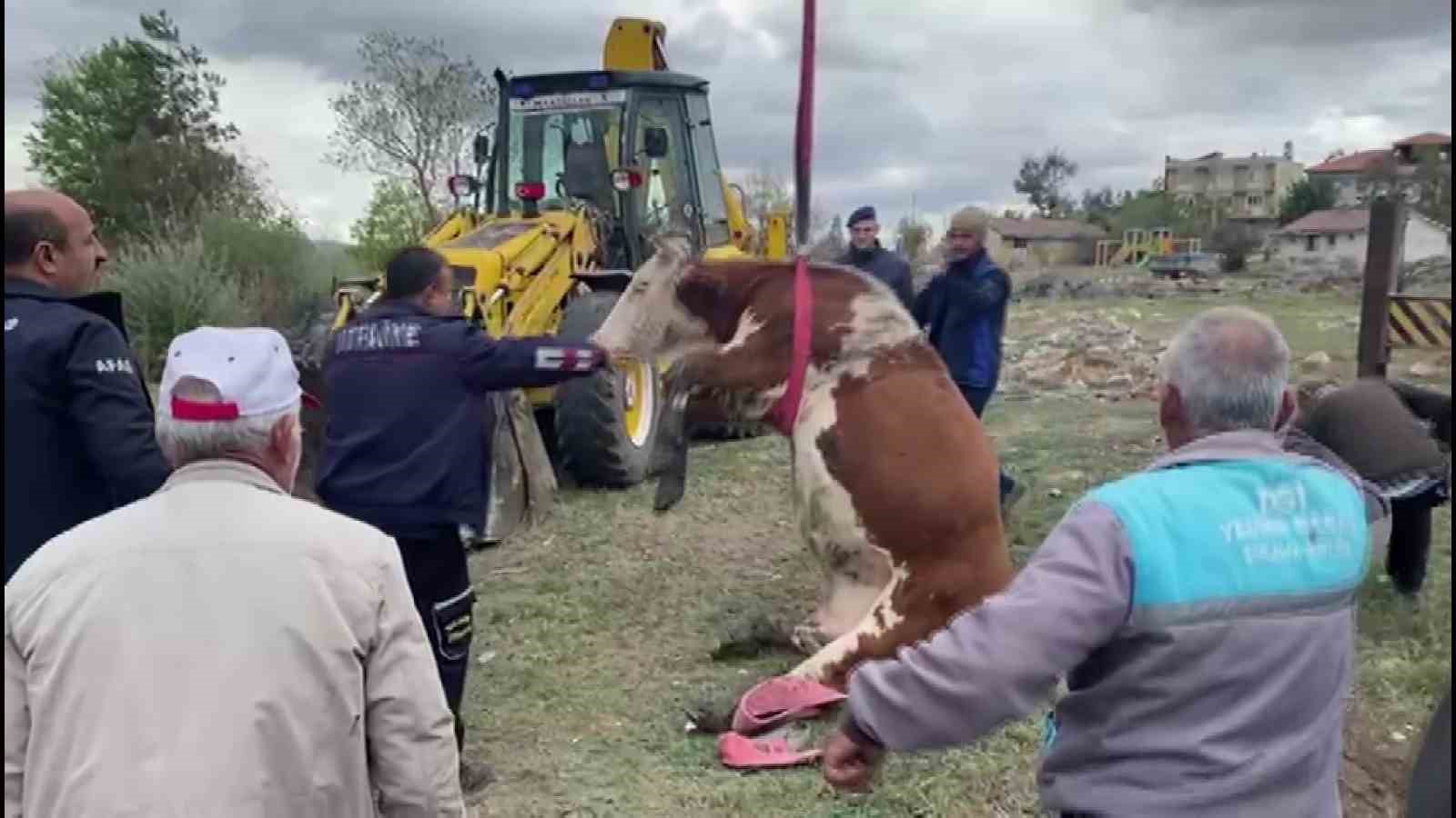 Amasya’da çukura düşen inek vinç yardımıyla kurtarıldı
