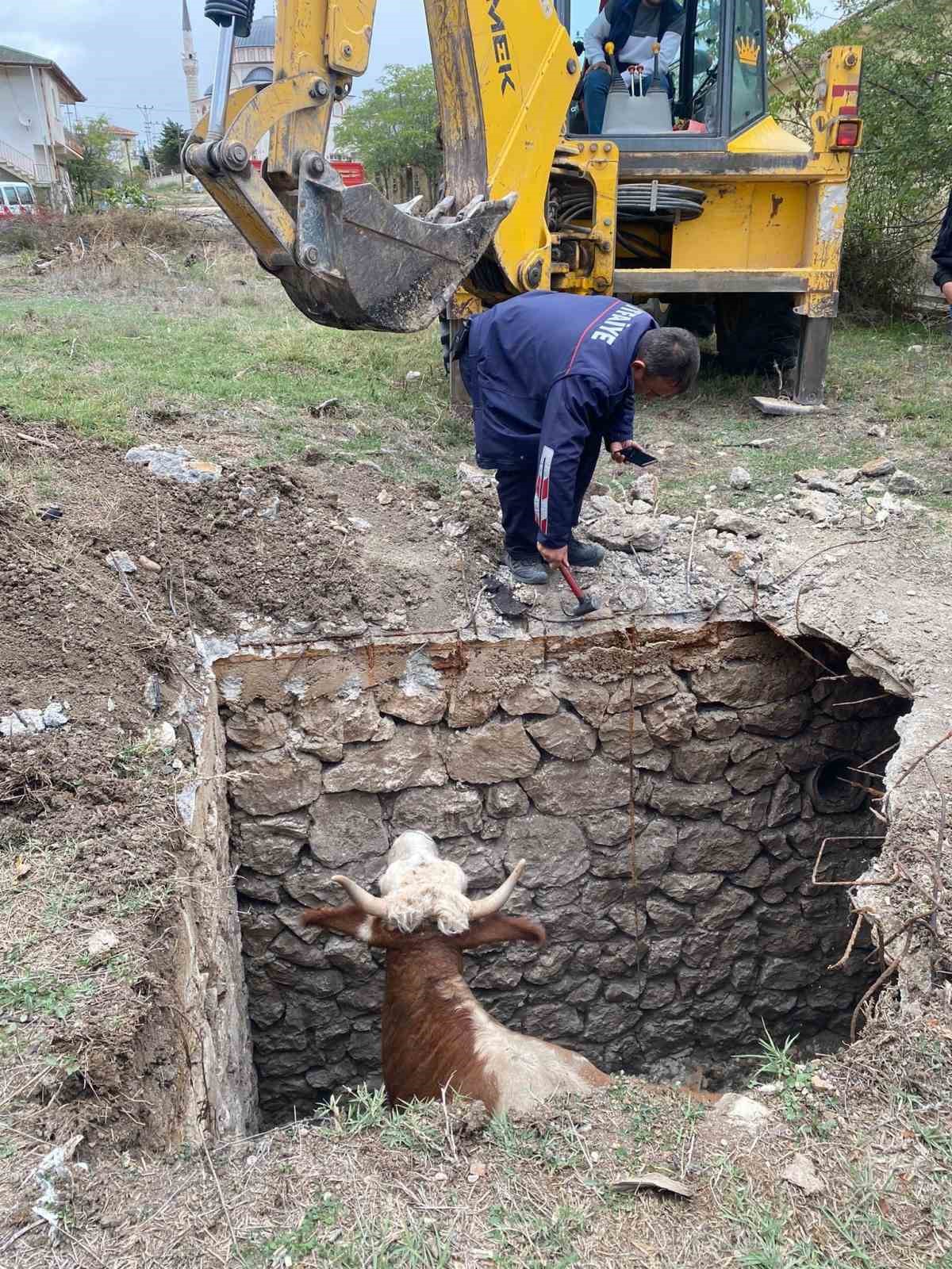 Amasya’da çukura düşen inek vinç yardımıyla kurtarıldı
