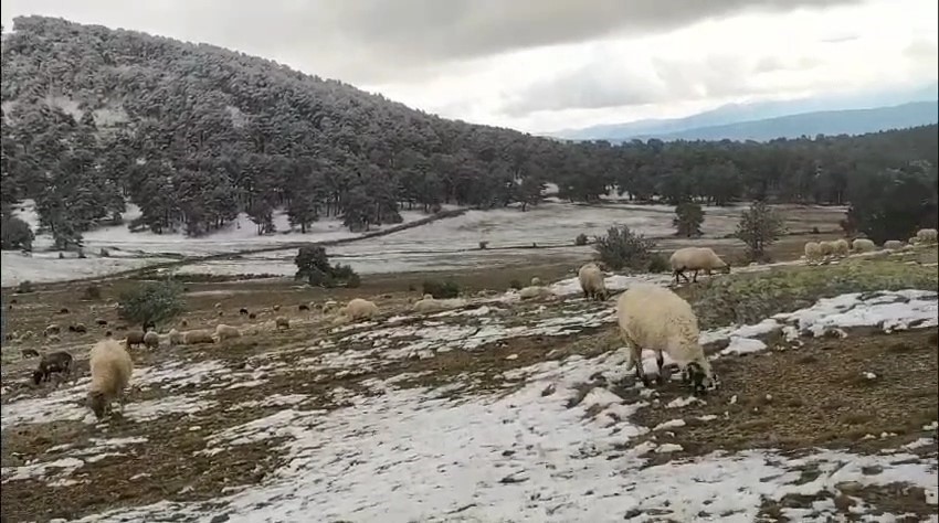 Kar yağışına yaylada yakalandı, koyunlarına türkü söyleyerek duygusal anlar yaşattı
