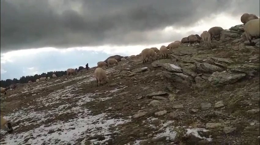 Kar yağışına yaylada yakalandı, koyunlarına türkü söyleyerek duygusal anlar yaşattı
