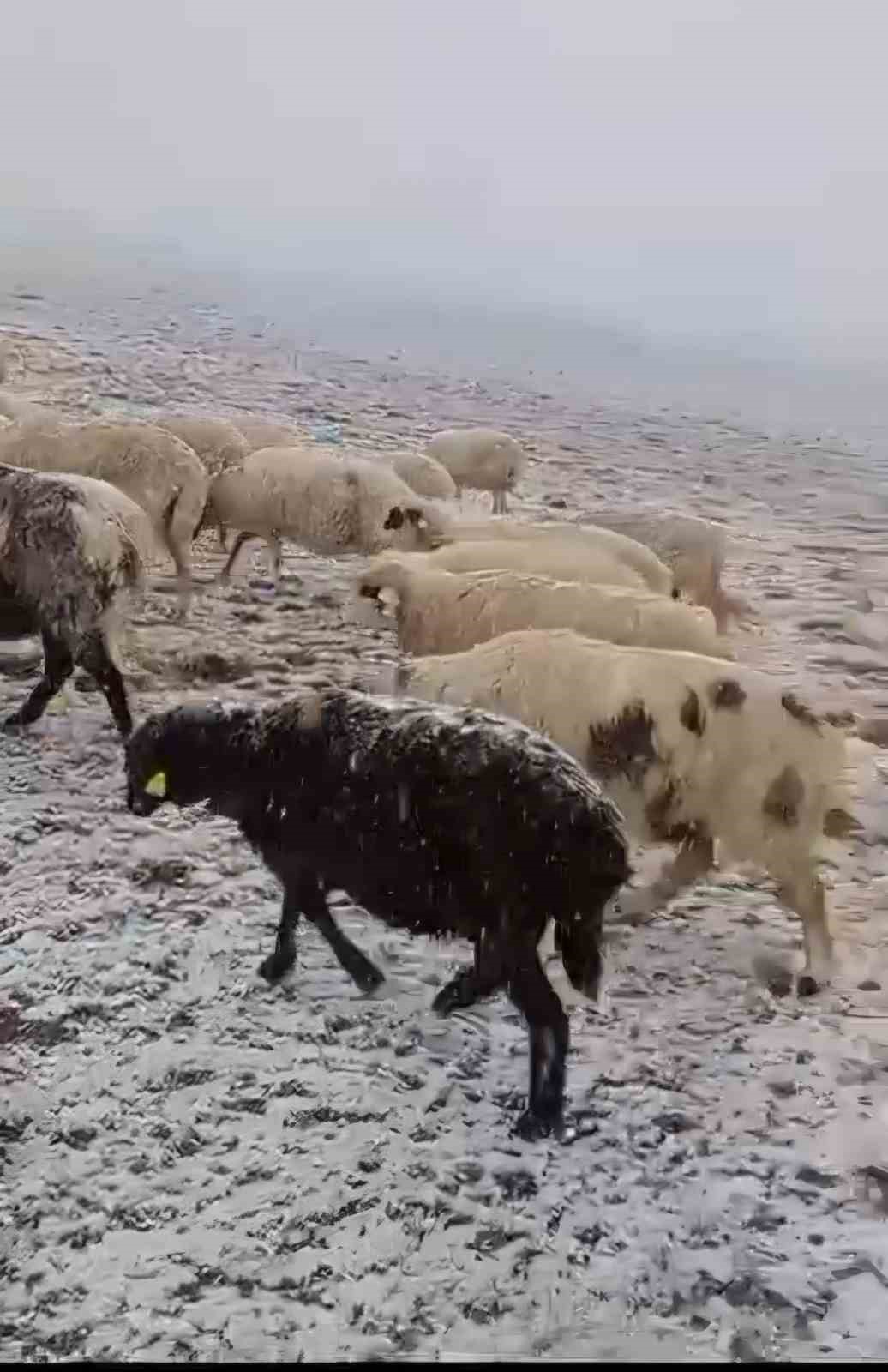 Kar yağışına yaylada yakalandı, koyunlarına türkü söyleyerek duygusal anlar yaşattı
