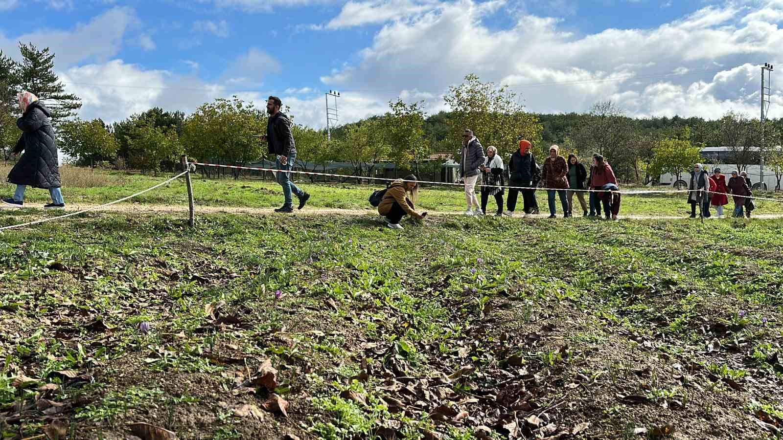 Mor yapraklı, kırmızı lifli safranı görmek için tarlalara akın ediyorlar
