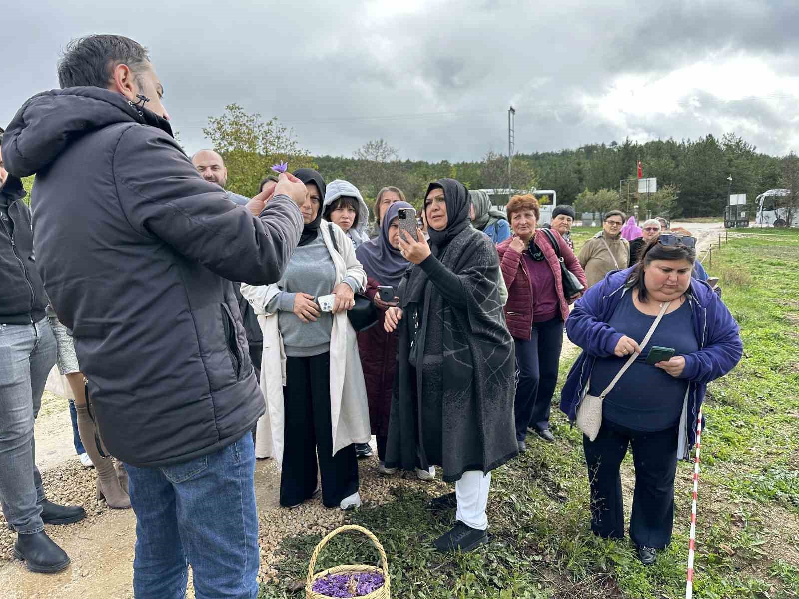 Mor yapraklı, kırmızı lifli safranı görmek için tarlalara akın ediyorlar
