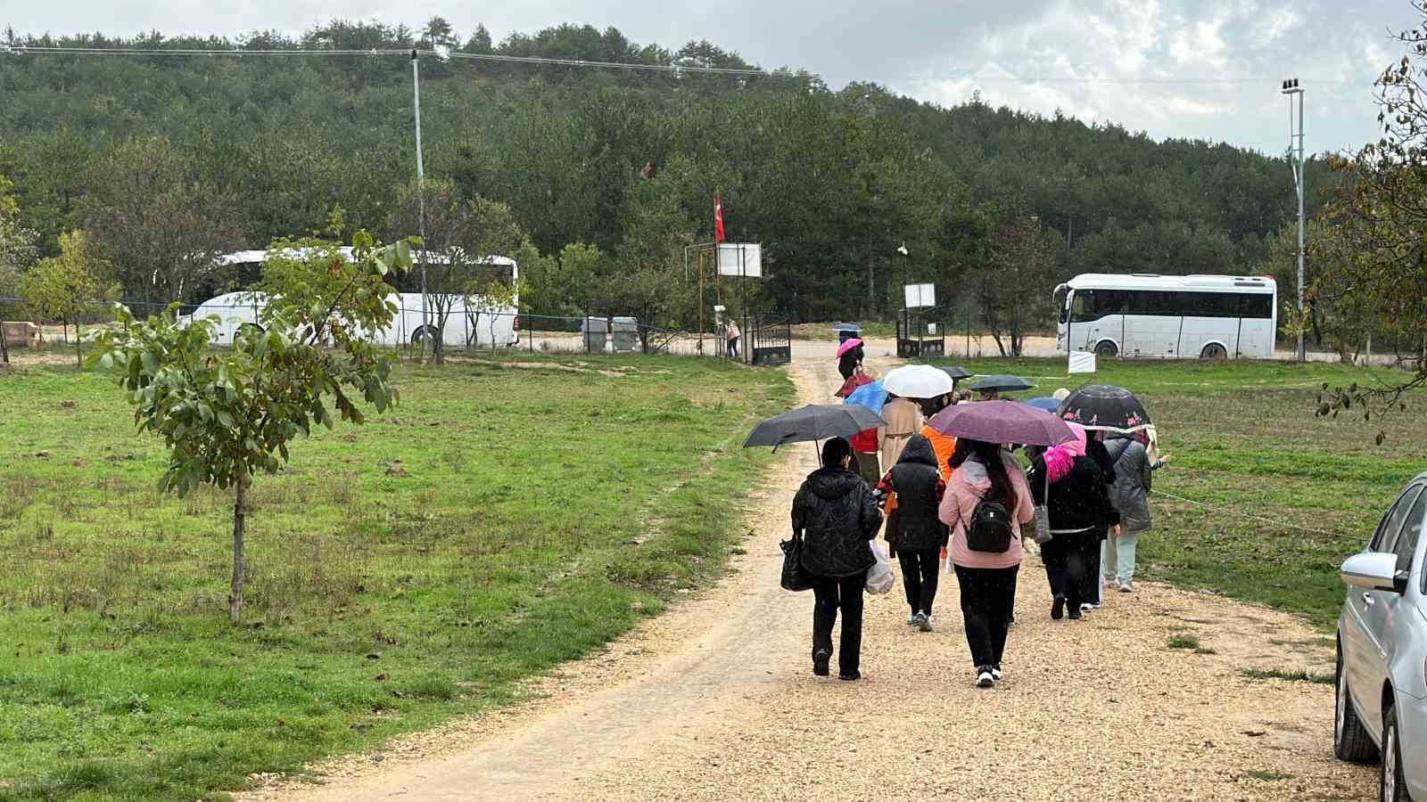 Mor yapraklı, kırmızı lifli safranı görmek için tarlalara akın ediyorlar
