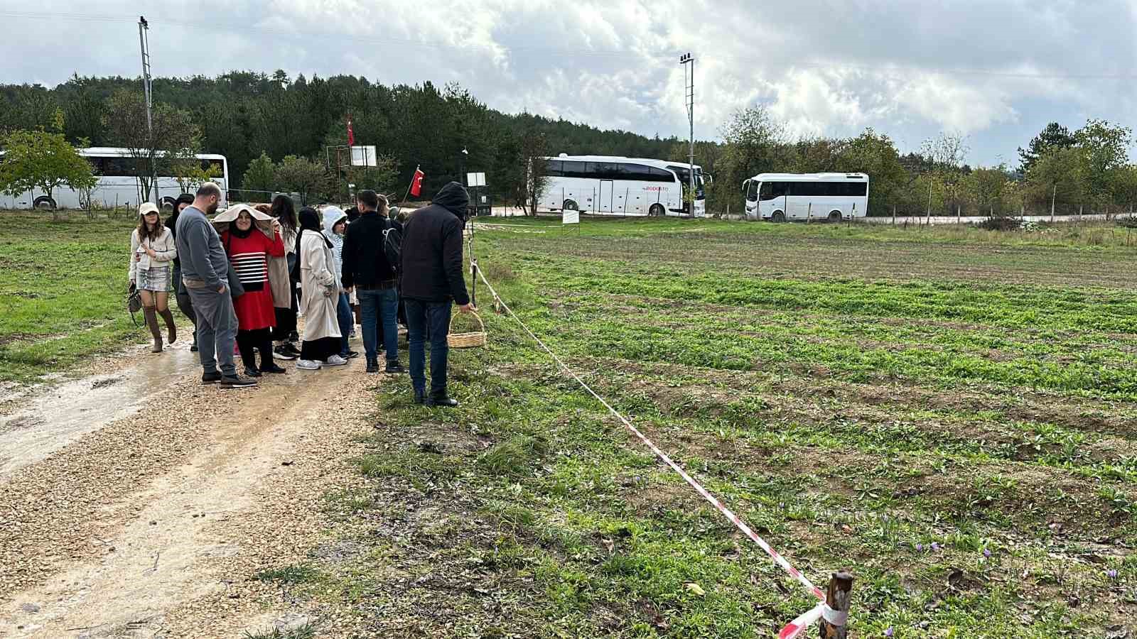 Mor yapraklı, kırmızı lifli safranı görmek için tarlalara akın ediyorlar
