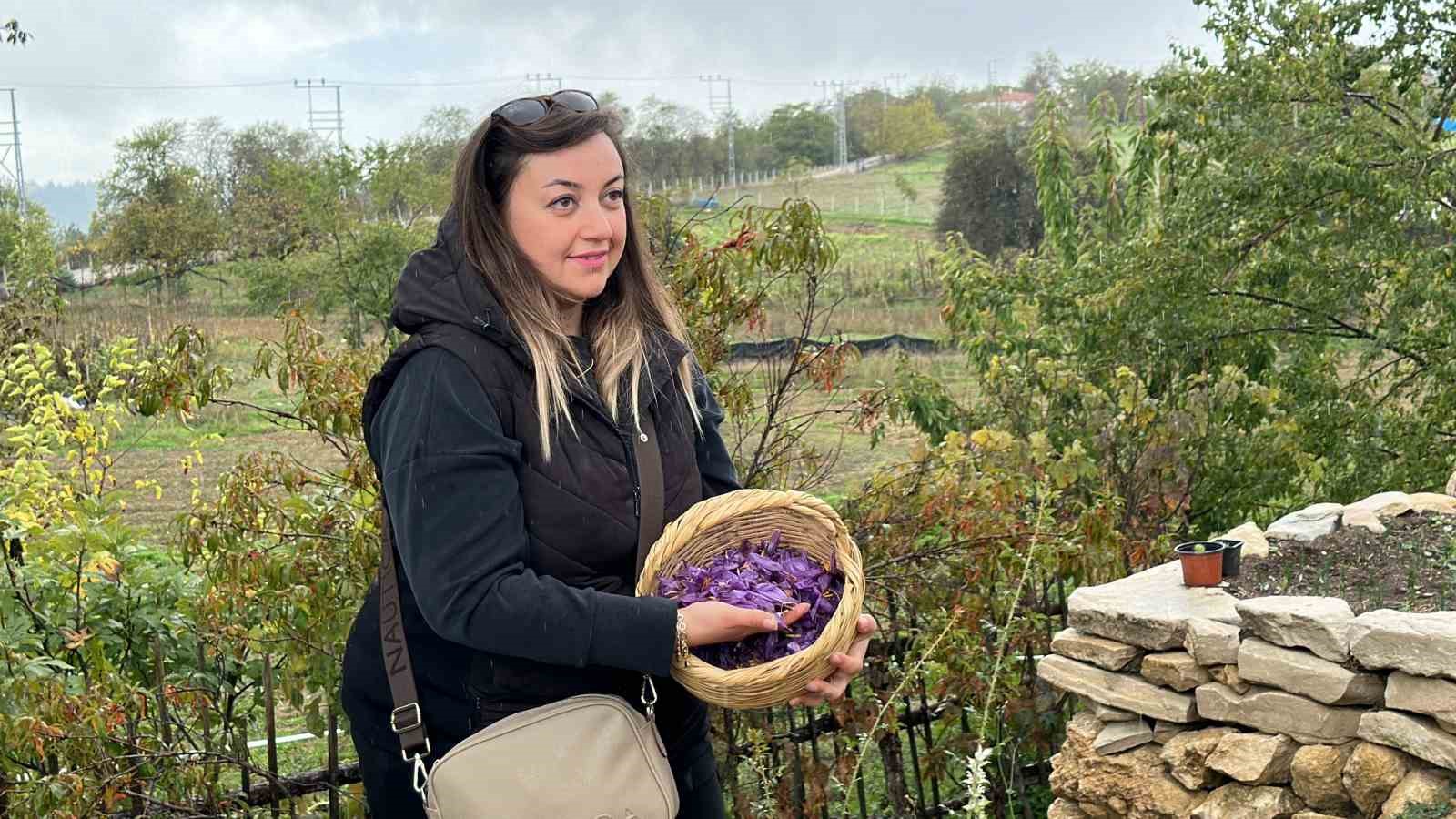 Mor yapraklı, kırmızı lifli safranı görmek için tarlalara akın ediyorlar
