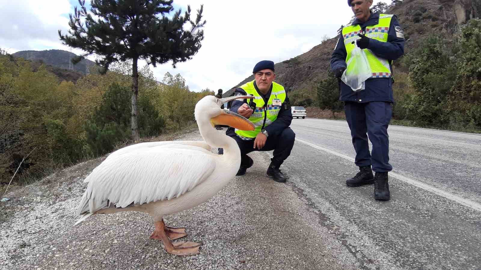 Devriye atan jandarma pelikan kuşu buldu: Hamsiyle beslediler
