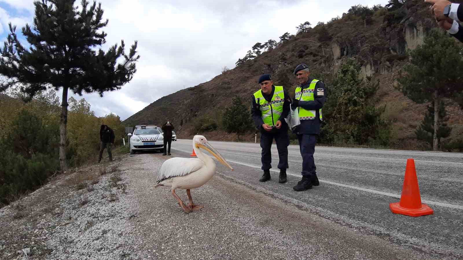 Devriye atan jandarma pelikan kuşu buldu: Hamsiyle beslediler
