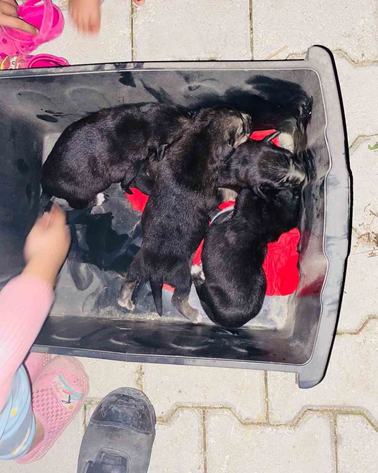 Konteynerin altına sıkışan köpekleri itfaiye kurtardı
