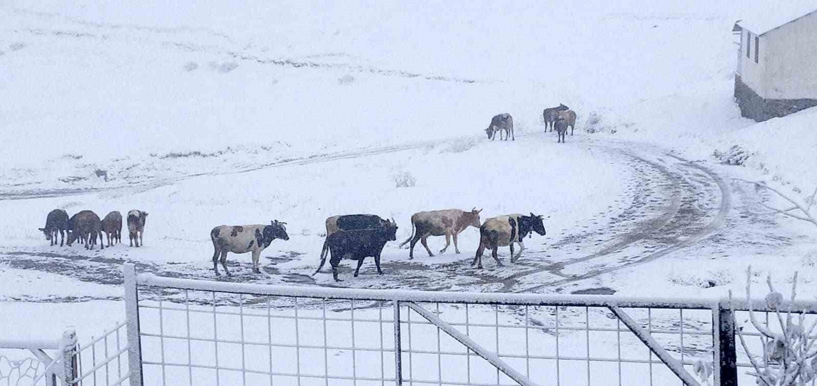 Gümüşhane yaylaları kar altında
