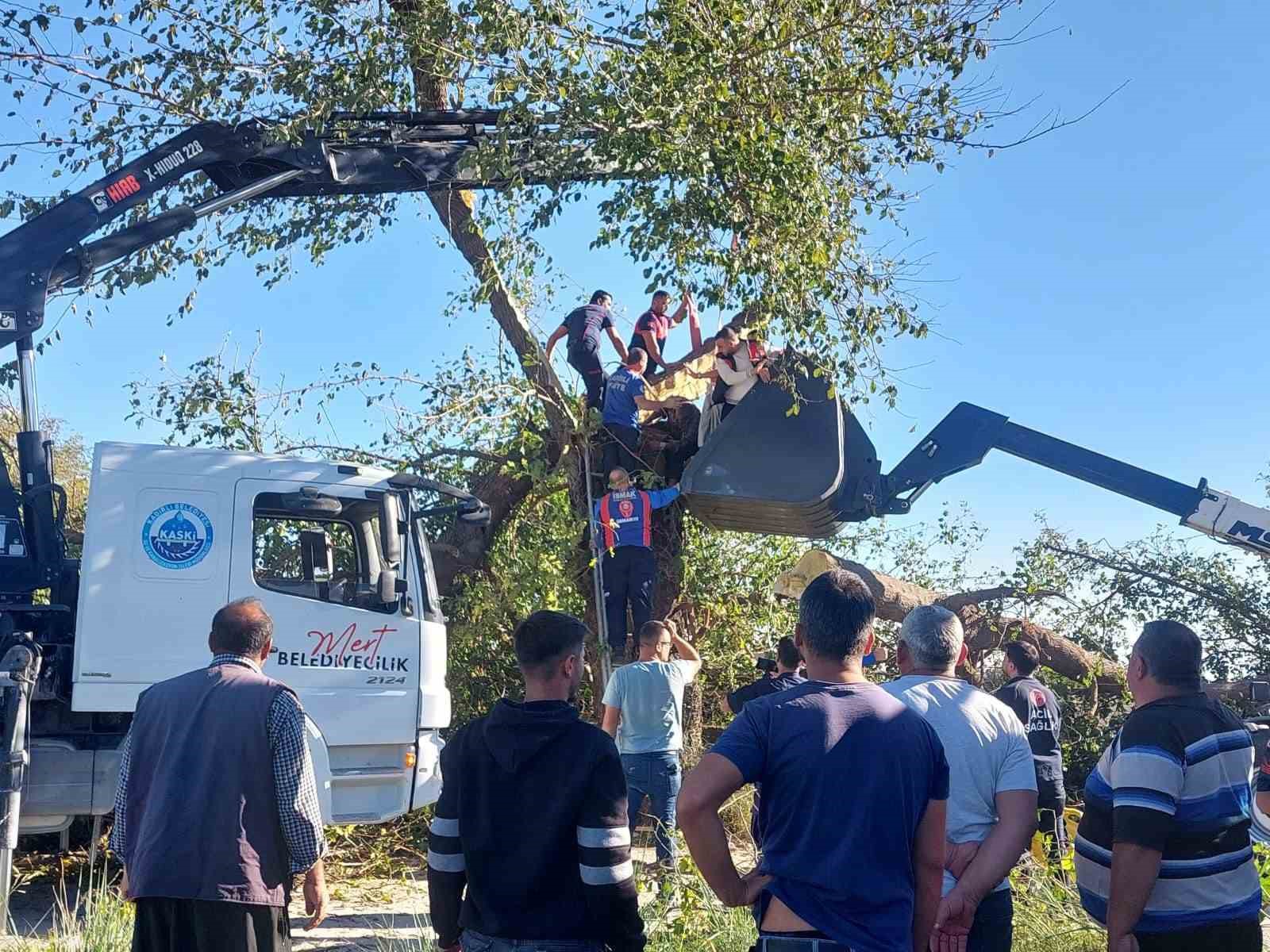 Kestiği ağacın altında kalarak hayatını kaybetti
