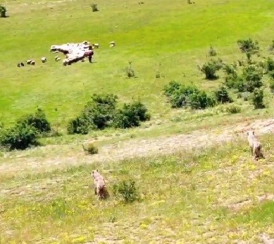 Kurtlar sürüye droneli çoban kurtlara pusu attı
