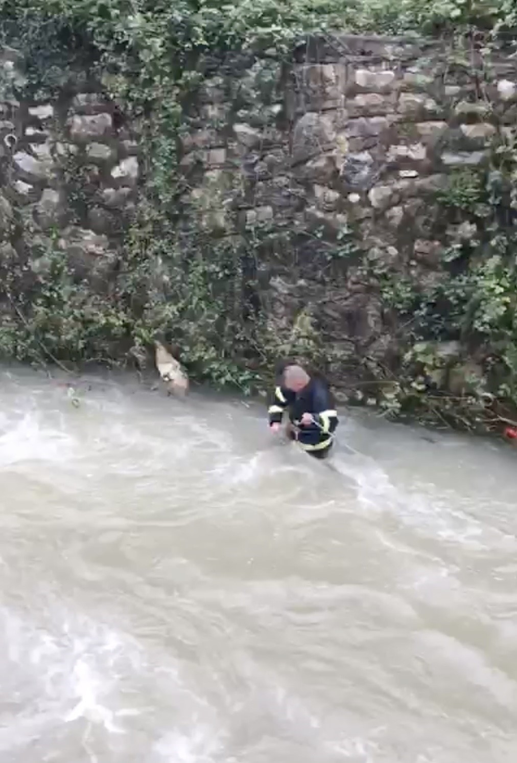 Dereye düşen köpeği boğulmaktan itfaiye ekipleri kurtardı
