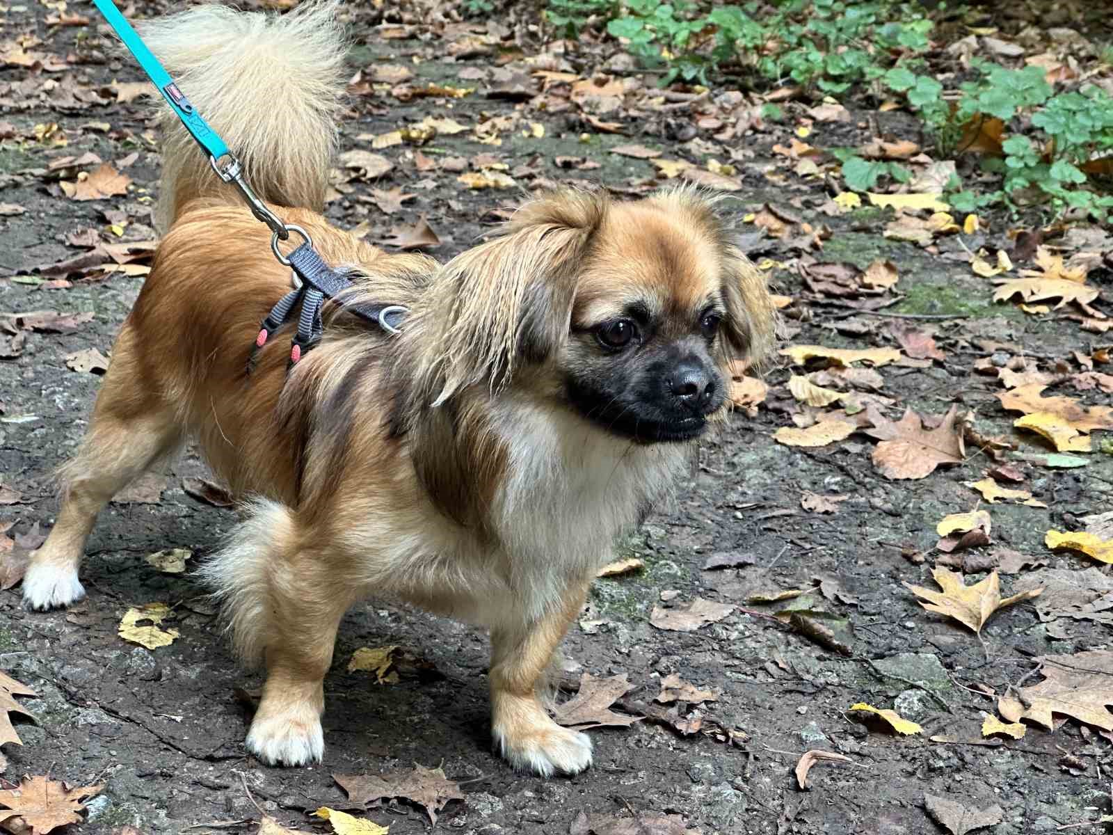 Almanya’da köpek sahipleri her yıl vergi veriyor
