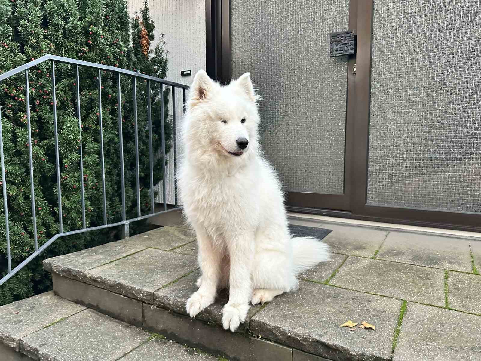 Almanya’da köpek sahipleri her yıl vergi veriyor
