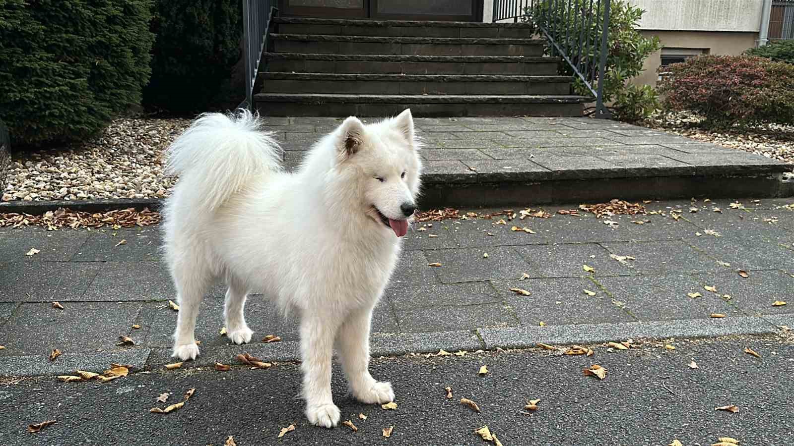 Almanya’da köpek sahipleri her yıl vergi veriyor
