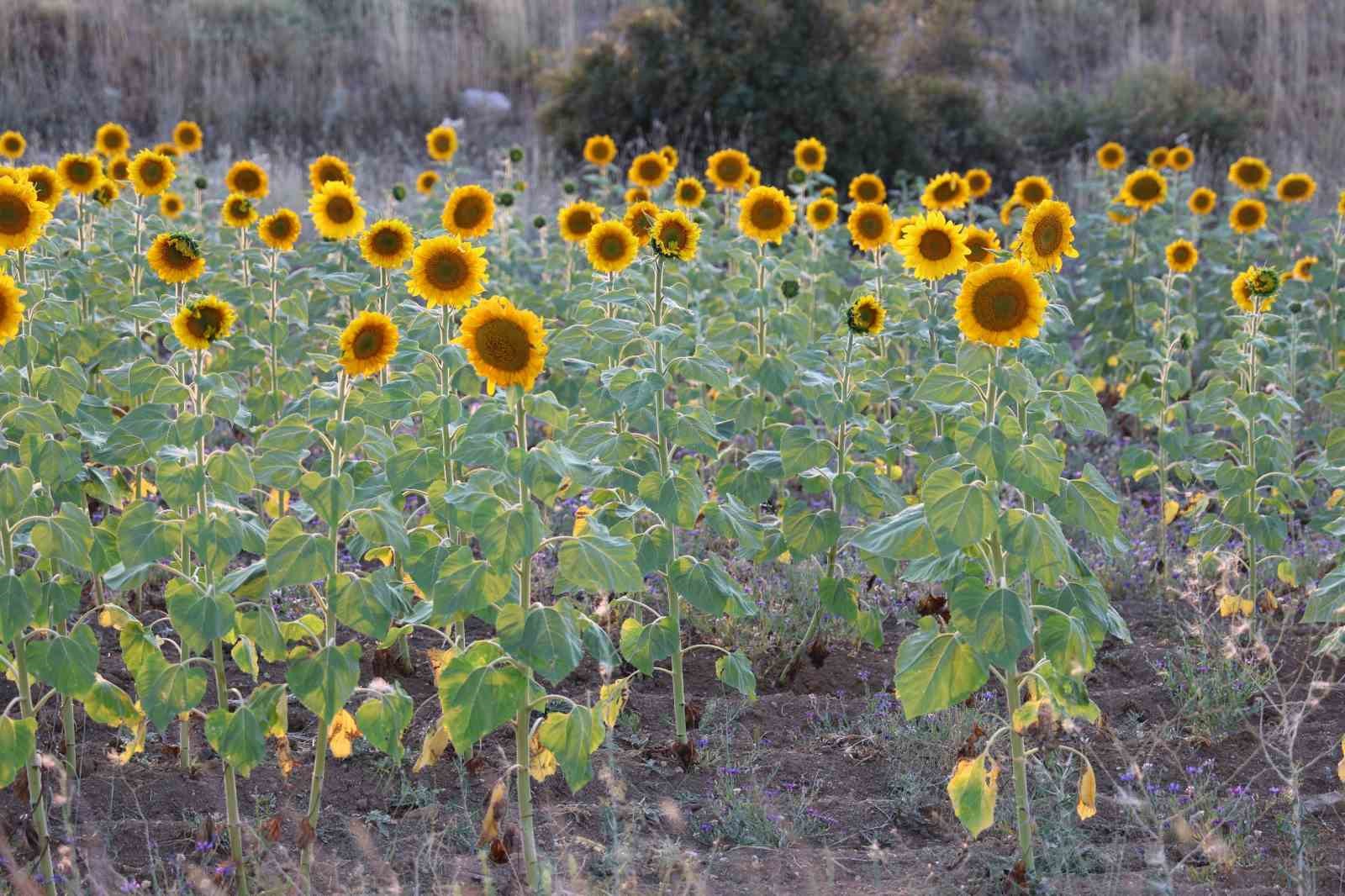 Sivas’ta hububat sezonu rekorla kapandı
